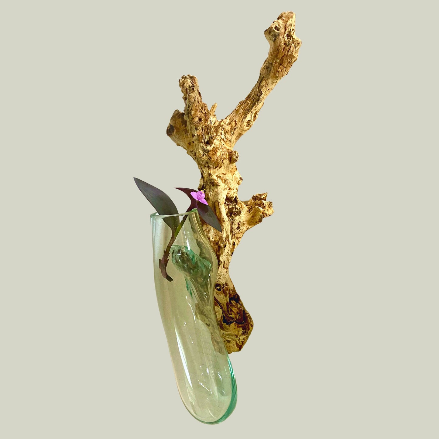 Hand Blown Glass hydroponics Propagation Vase: Teak Wood Base, Balinese Art