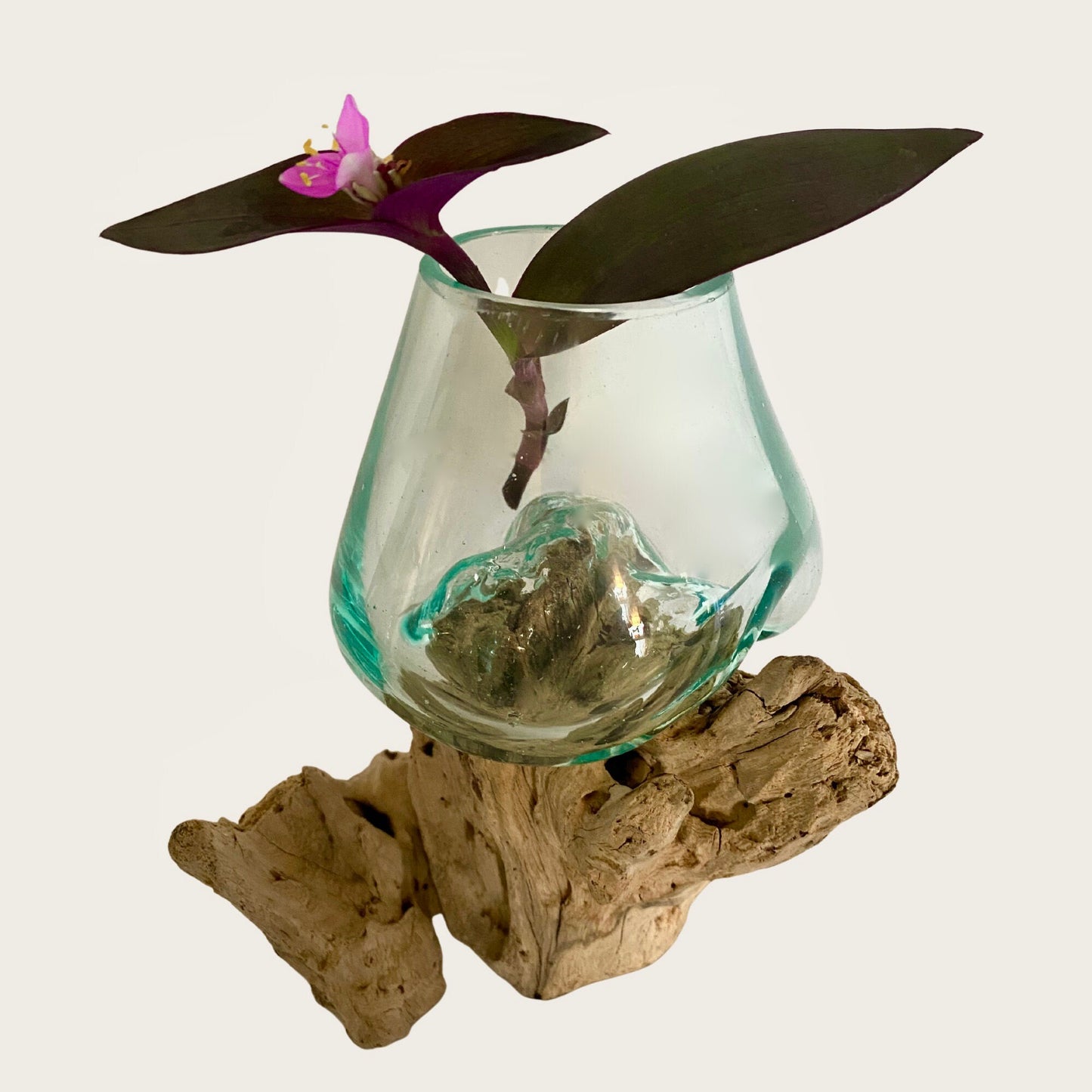 Hand Blown Glass Plant Propagation Vase: Slumped on Reclaimed Teak Wood Base, Balinese Decor