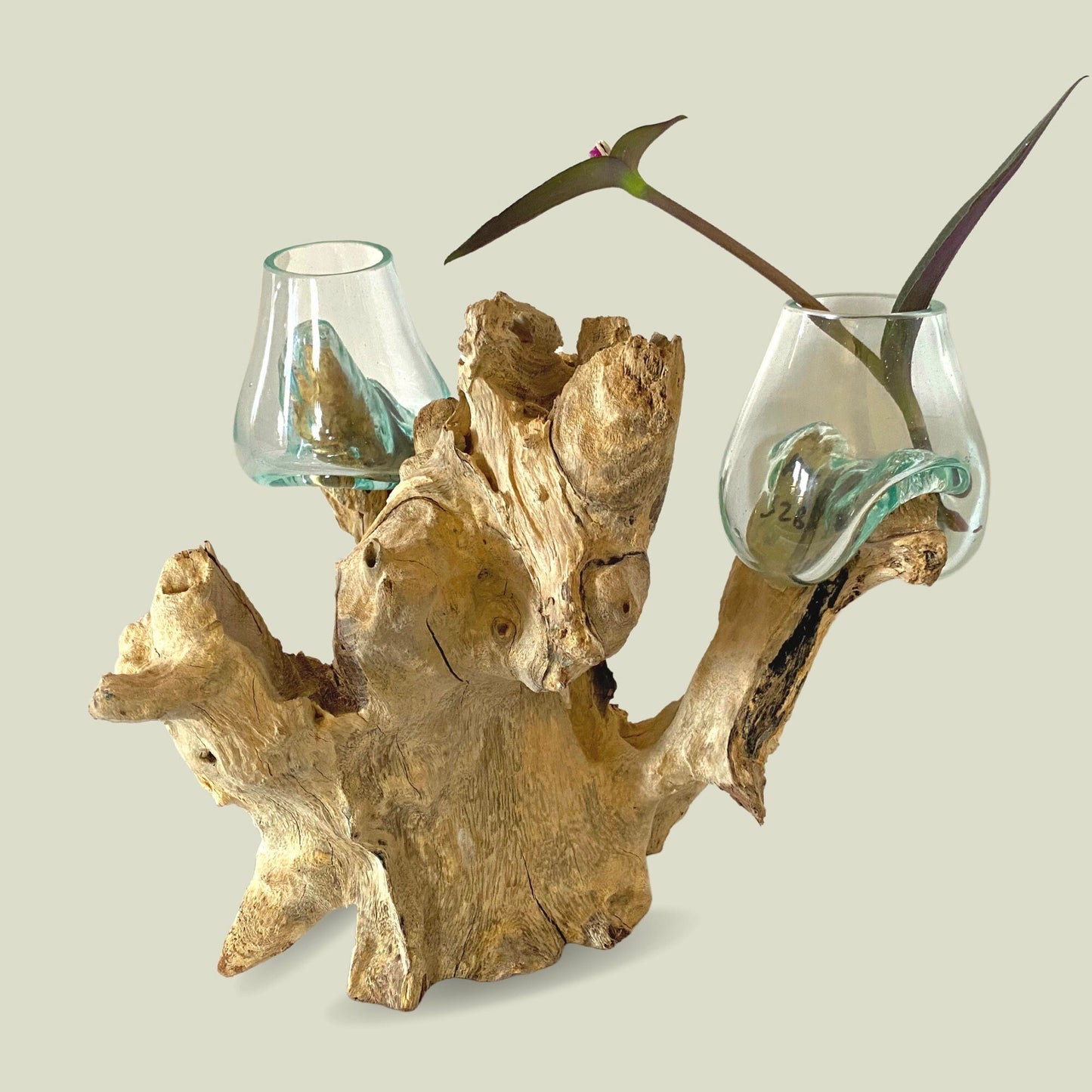 Hand Blown Glass Double Vase: Teak Root Wood Base Plant Propagation