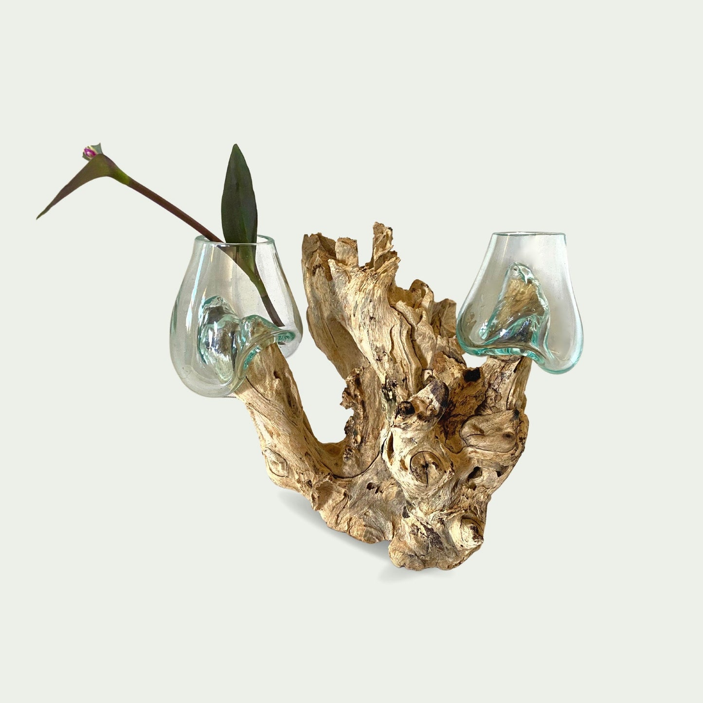 Hand Blown Glass Double Terrarium Bowl Vase Plant Propagation Rooter Slumped Reclaimed Teak Root Wood Base Eclectic Boho Decor Balinese Art