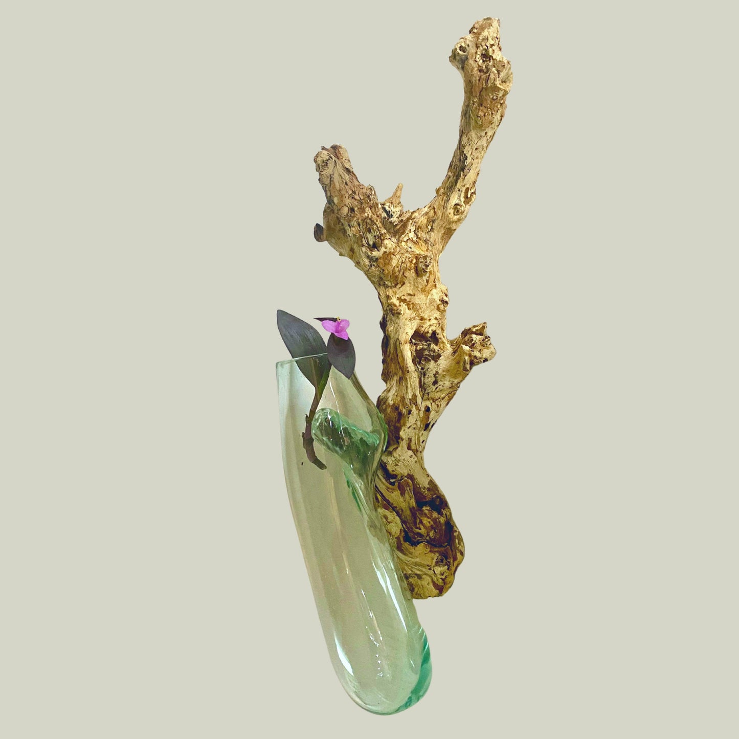 Hand Blown Glass hydroponics Propagation Vase: Teak Wood Base, Balinese Art