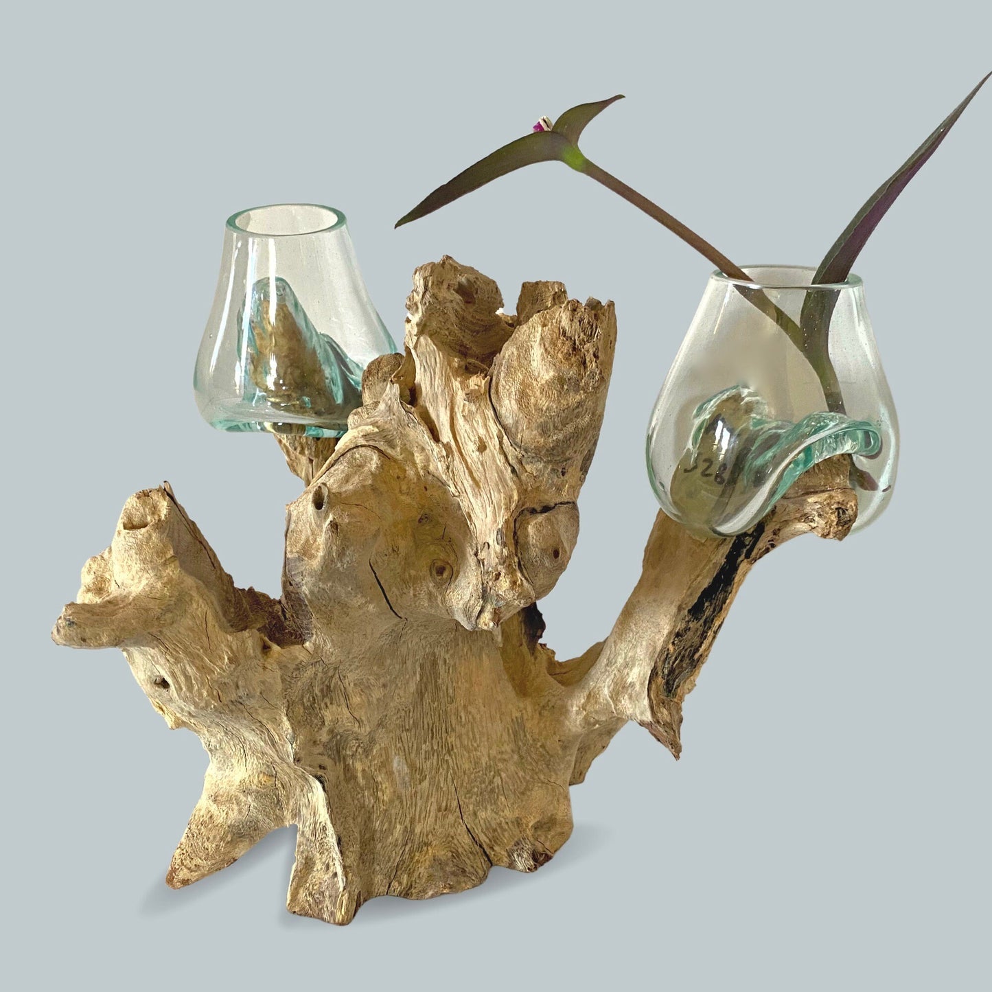 Hand Blown Glass Double Vase: Teak Root Wood Base Plant Propagation