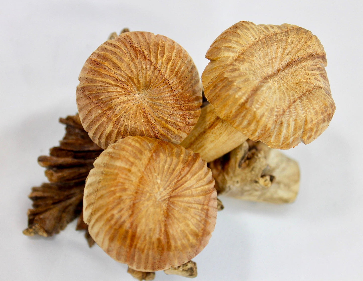Hand Carved Parasite Wood Mushroom Sculpture: Balinese Folk Art Statue