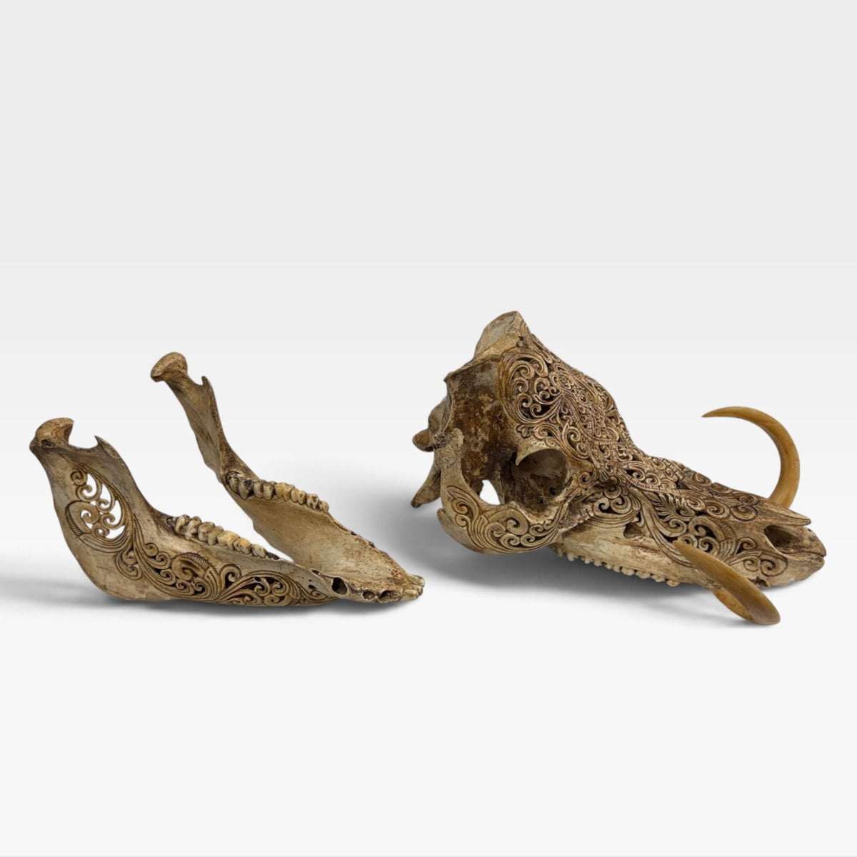 Balinese Hand Carved Wild Boar Skull: Taxidermy Lodge Decor, Bali Wall  Art