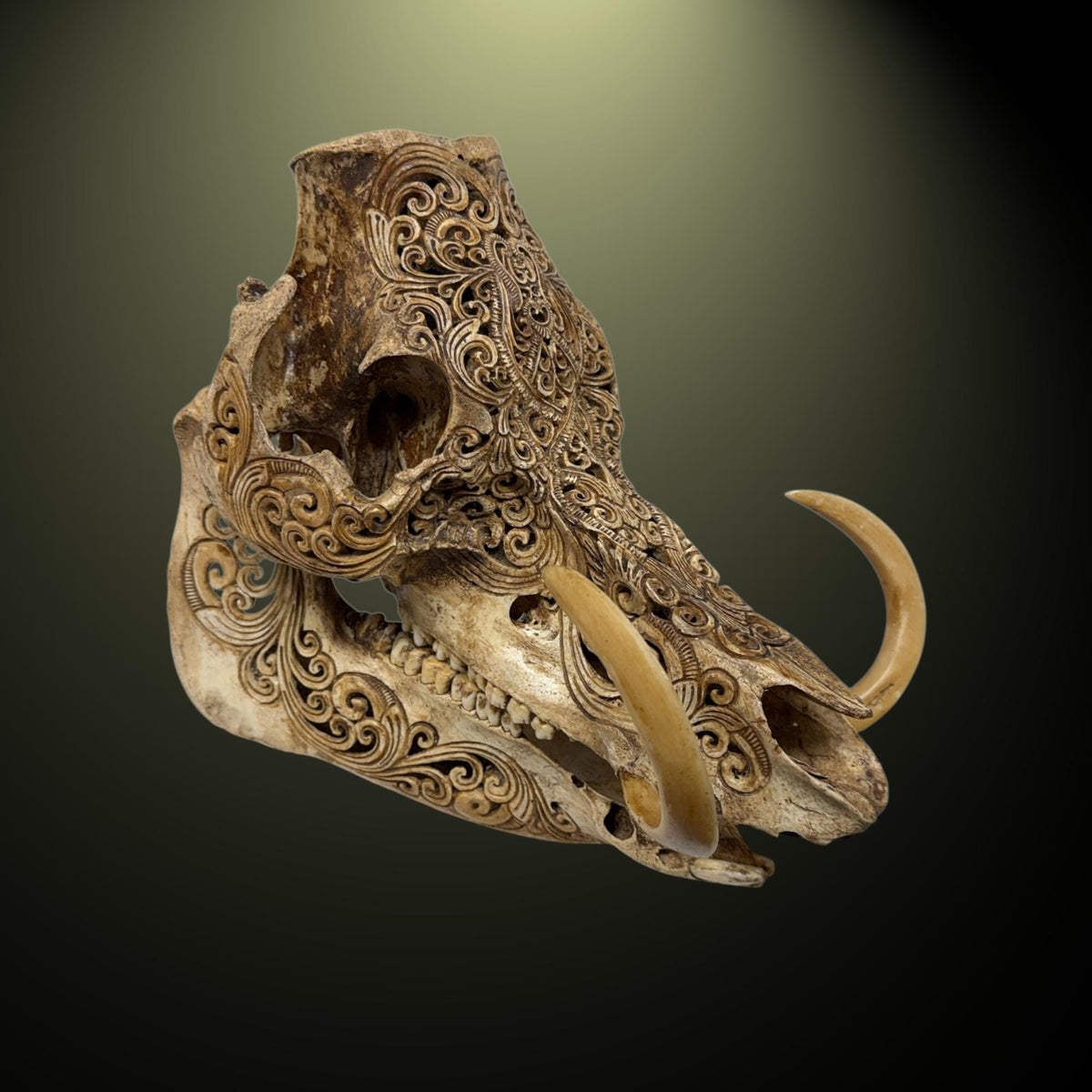 Balinese Hand Carved Wild Boar Skull: Taxidermy Lodge Decor, Bali Wall  Art