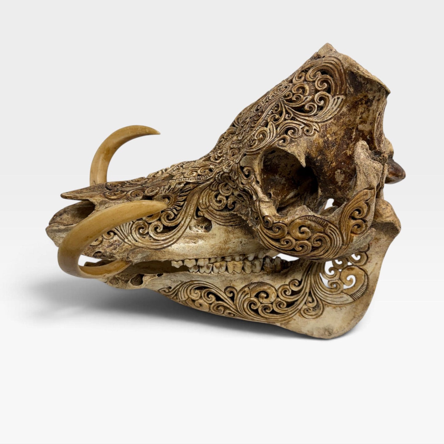 Balinese Hand Carved Wild Boar Skull: Taxidermy Lodge Decor, Bali Wall  Art