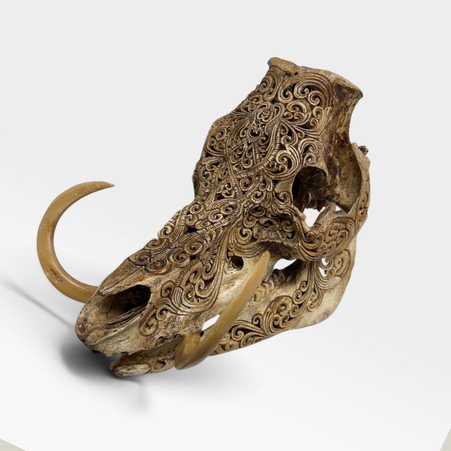 Balinese Hand Carved Wild Boar Skull: Taxidermy Lodge Decor, Bali Wall  Art