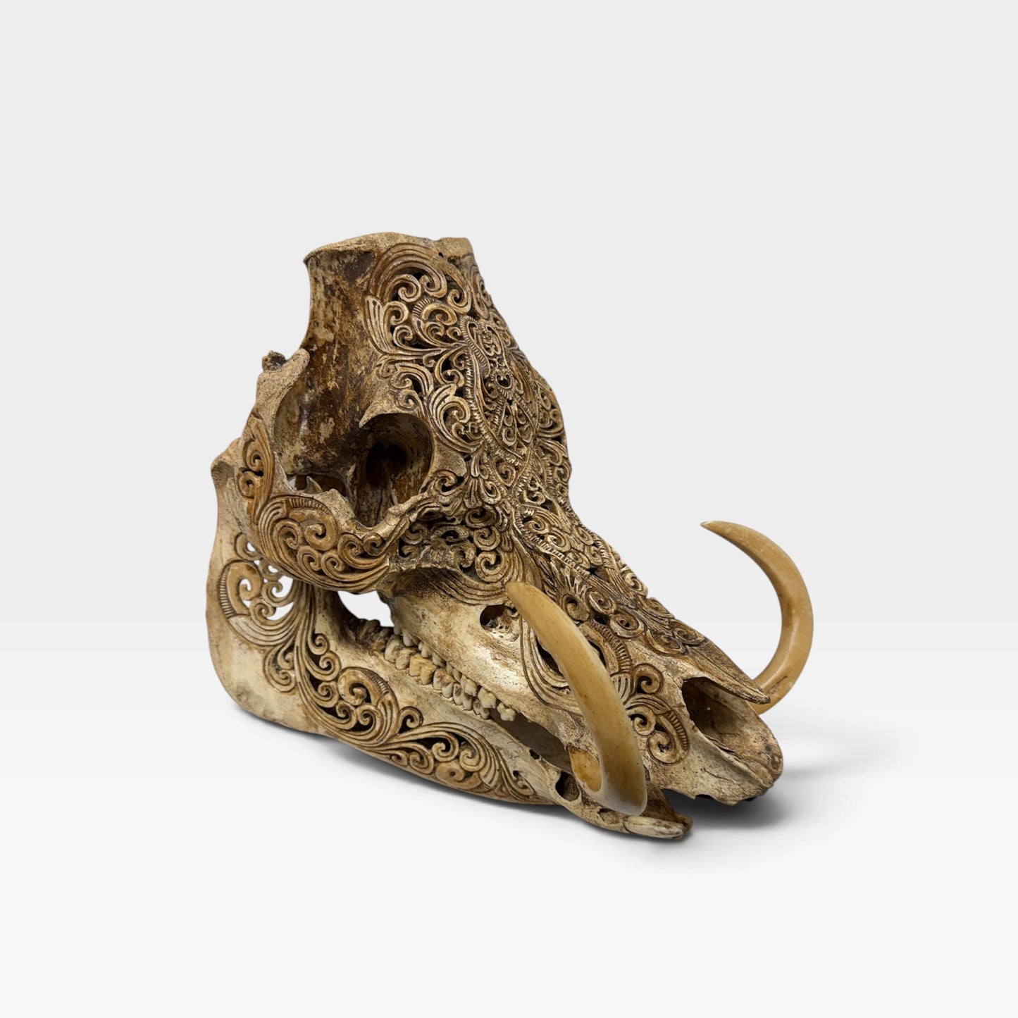 Balinese Hand Carved Wild Boar Skull: Taxidermy Lodge Decor, Bali Wall  Art