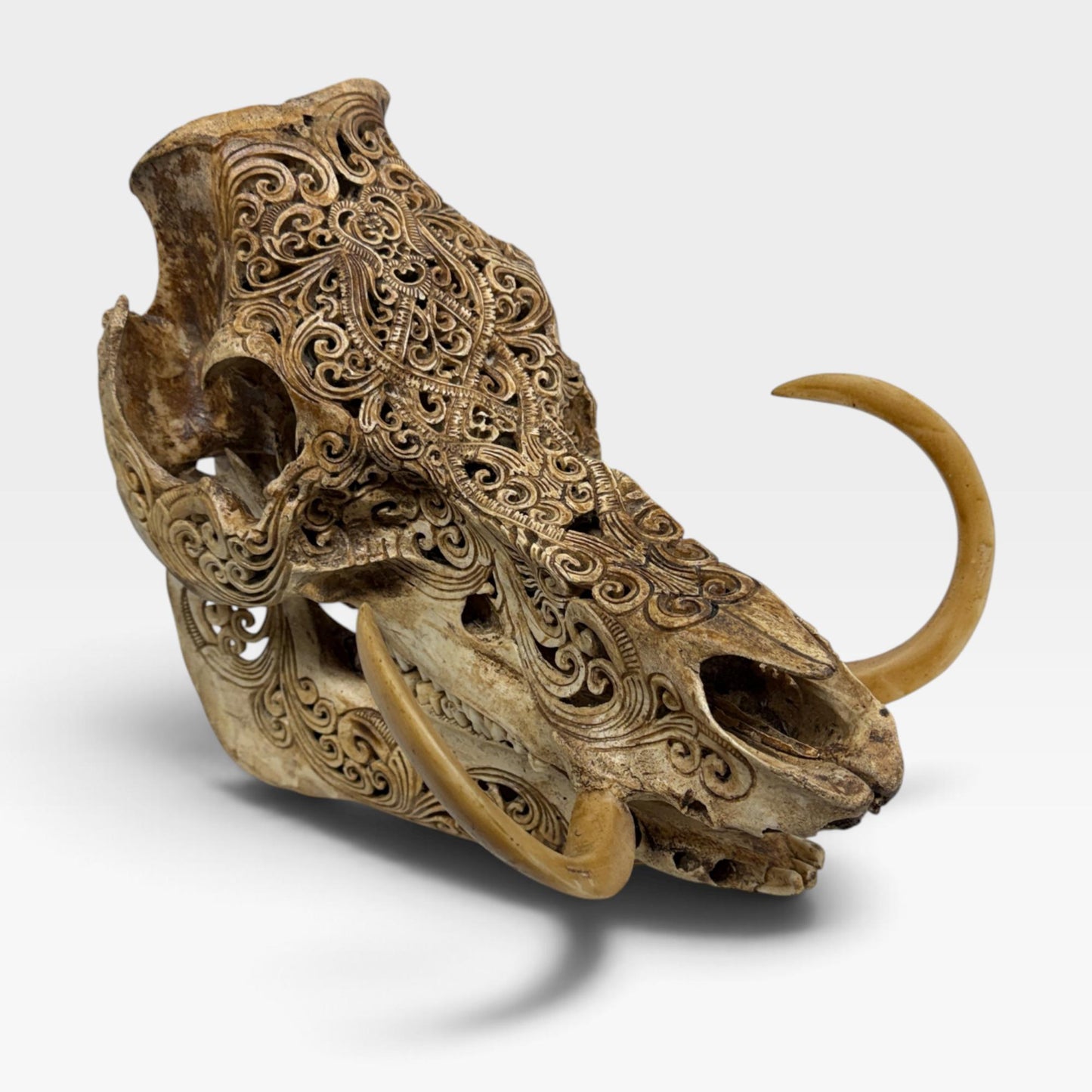 Balinese Hand Carved Wild Boar Skull: Taxidermy Lodge Decor, Bali Wall  Art