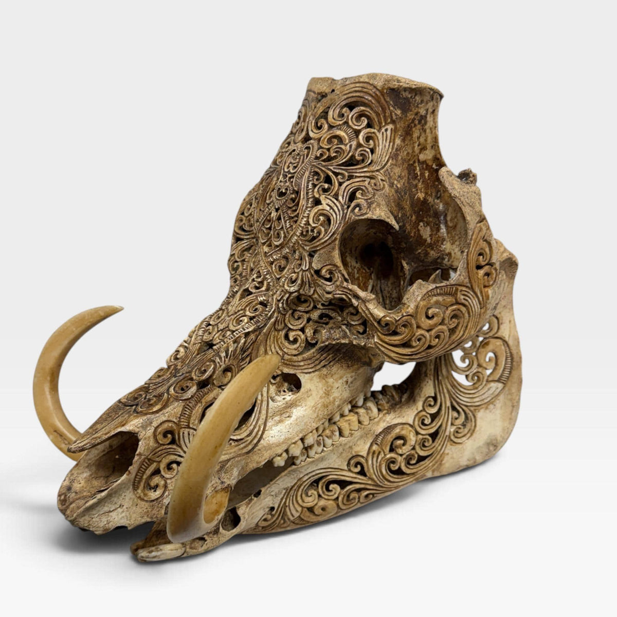 Balinese Hand Carved Wild Boar Skull: Taxidermy Lodge Decor, Bali Wall  Art