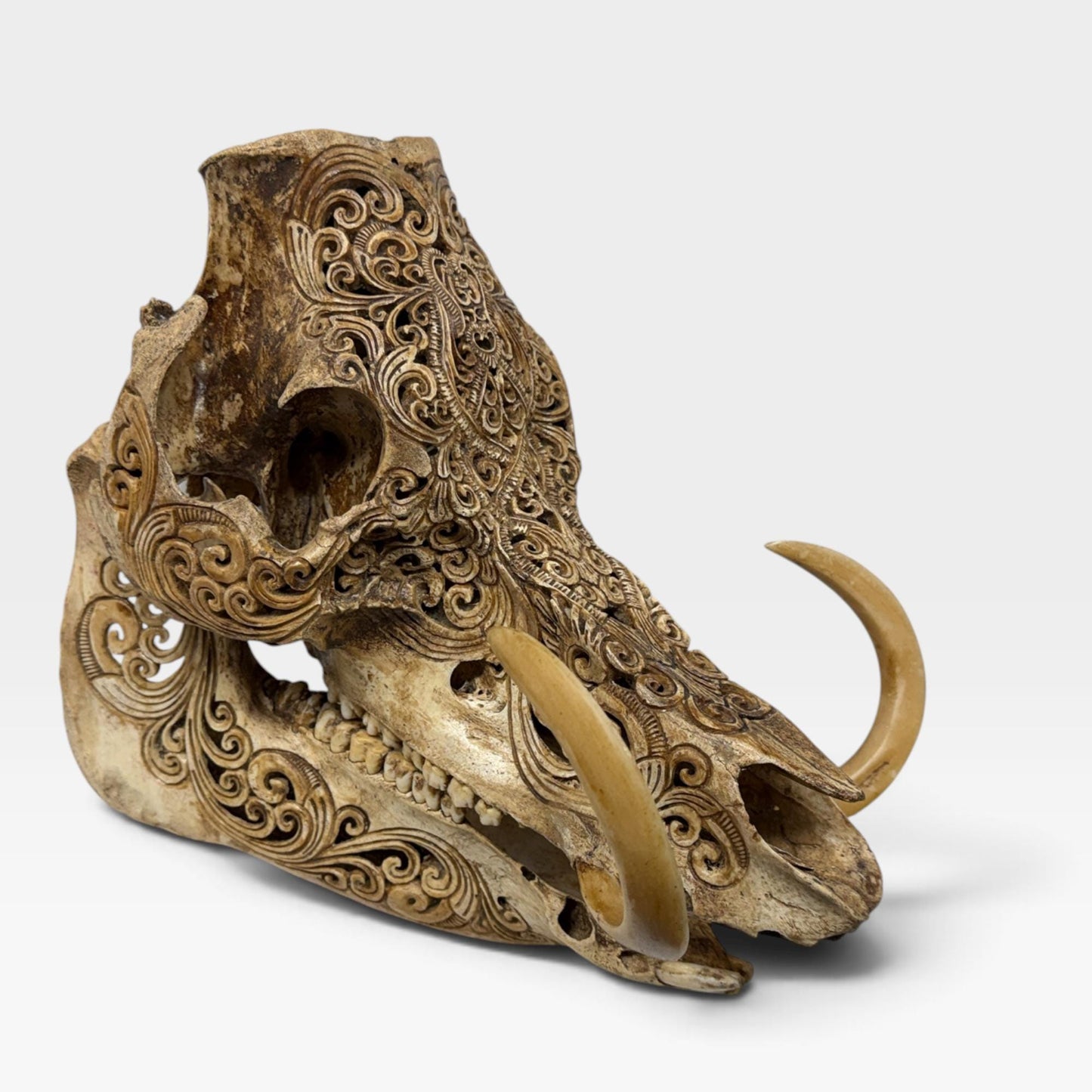 Balinese Hand Carved Wild Boar Skull: Taxidermy Lodge Decor, Bali Wall  Art