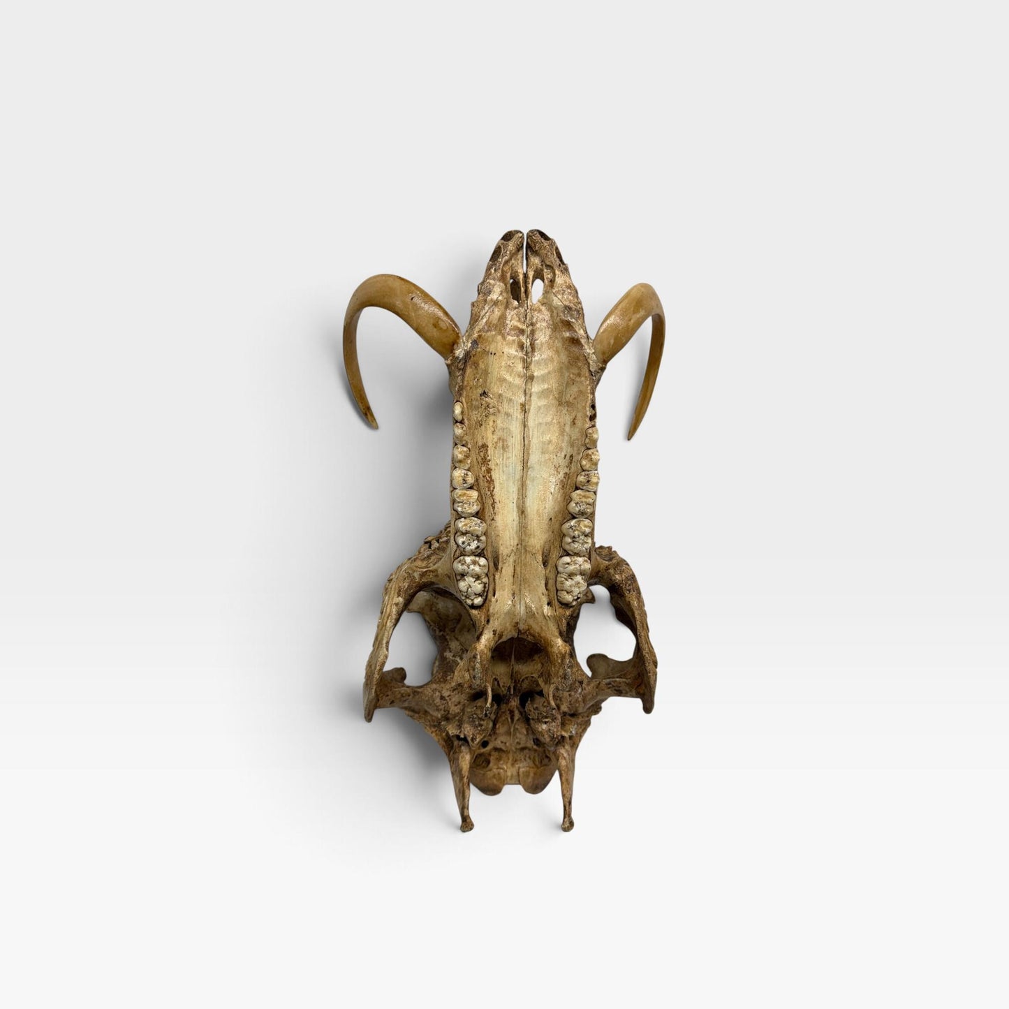 Balinese Hand Carved Wild Boar Skull: Taxidermy Lodge Decor, Bali Wall  Art