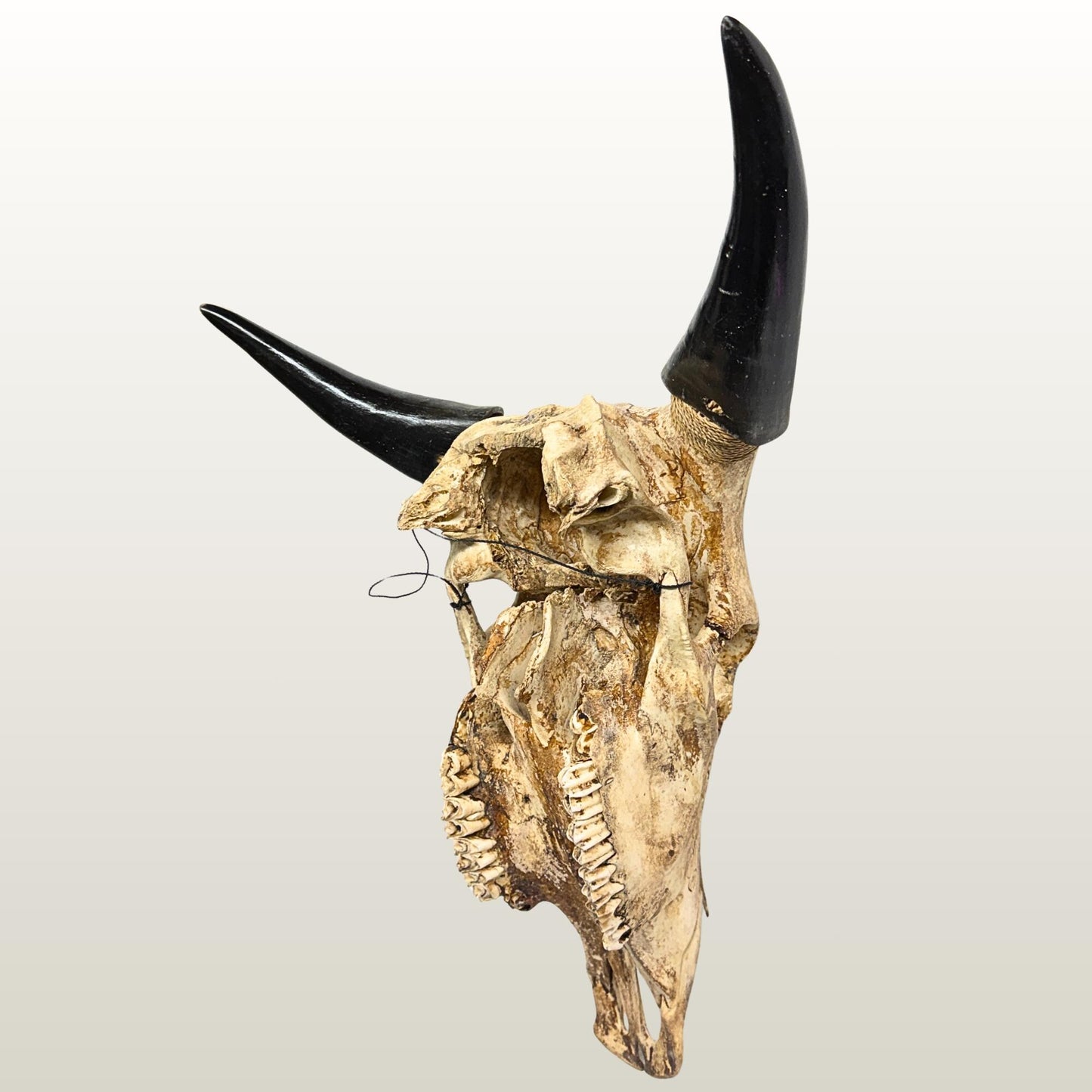 Hand Carved Steer Skull with Padma Lotus Motif, Balinese Bone Carving Art (Wall Mount)