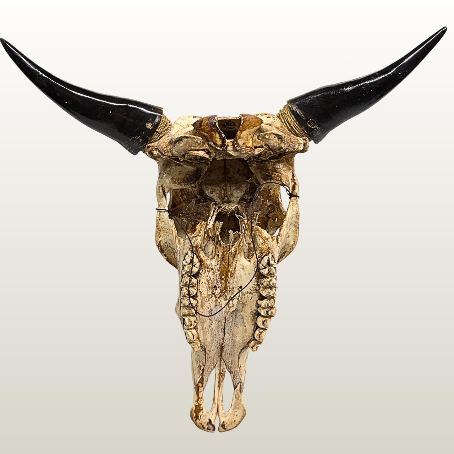 Carved Steer SKULL HORN Mythical Phoenix Bird, Taxidermy Wall Mount, Balinese Bone Carving Art