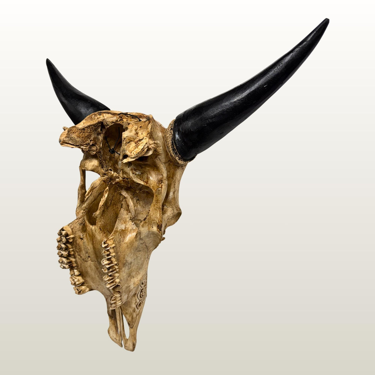 Hand Carved Steer SKULL HORNS Mystical Dragon Taxidermy Cow bull Wall Art