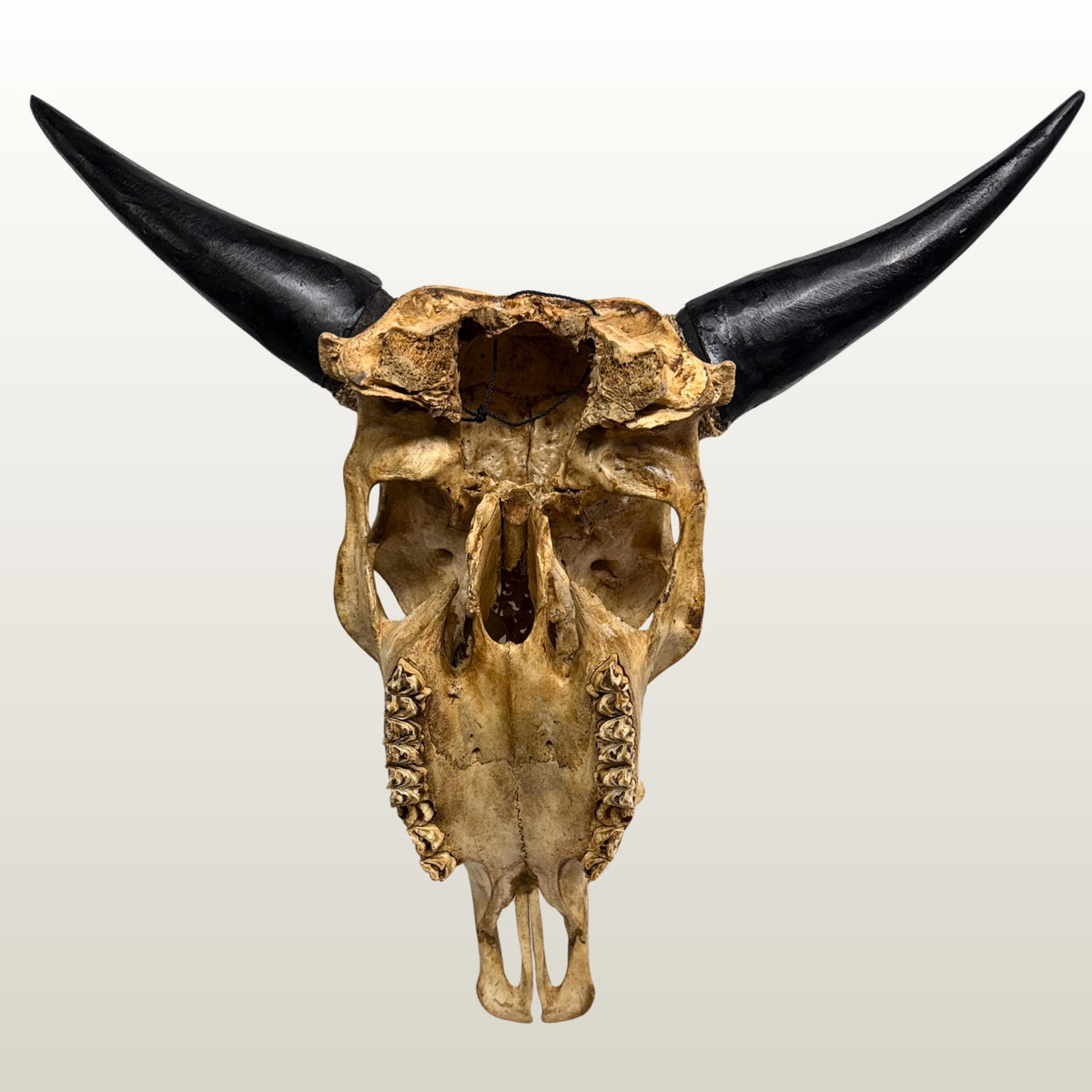 Hand Carved Steer SKULL HORNS Mystical Dragon Taxidermy Cow bull Wall Art