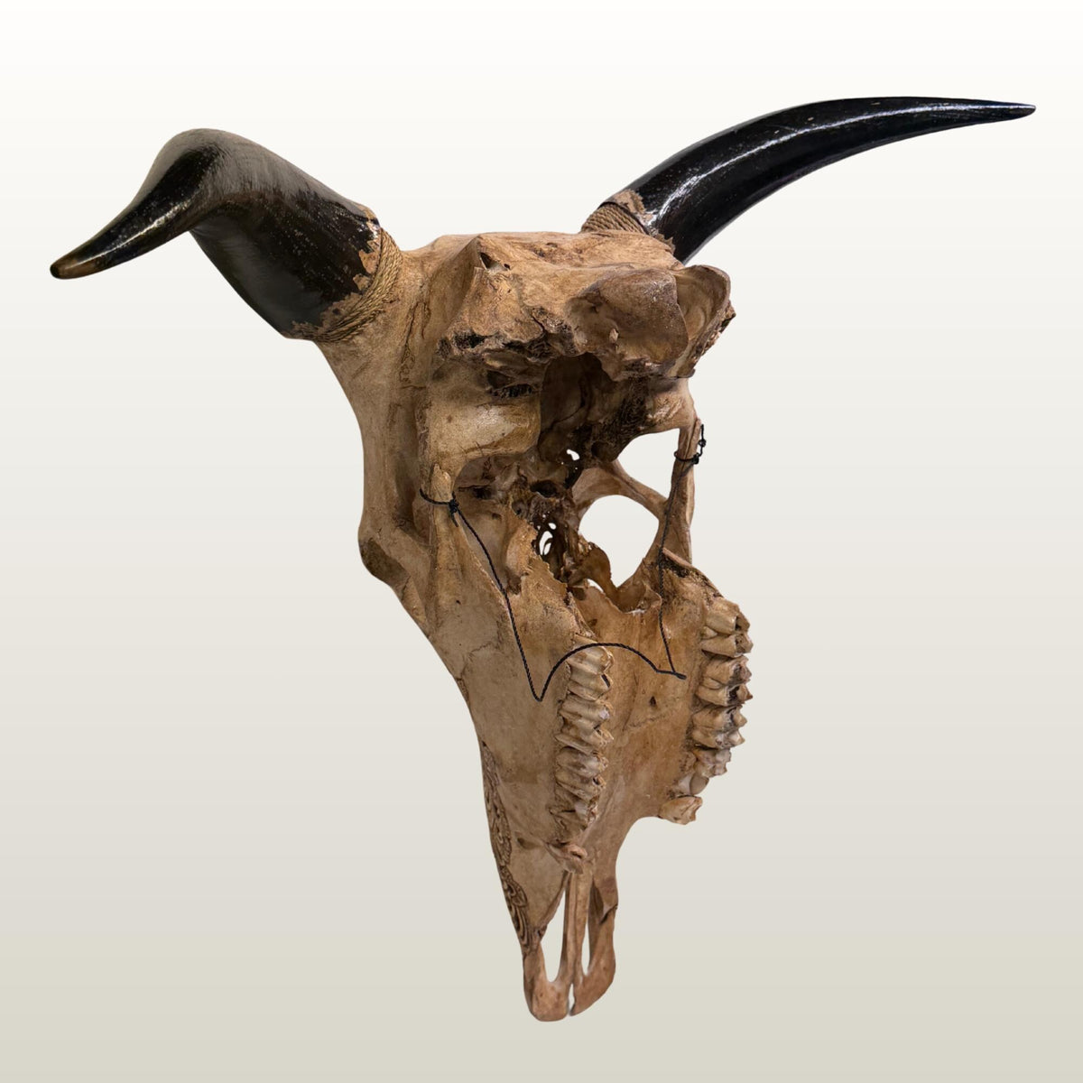 Hand Carved Bali Ganesha Wall Mount Steer Skull; Balinese Bone Carving Art
