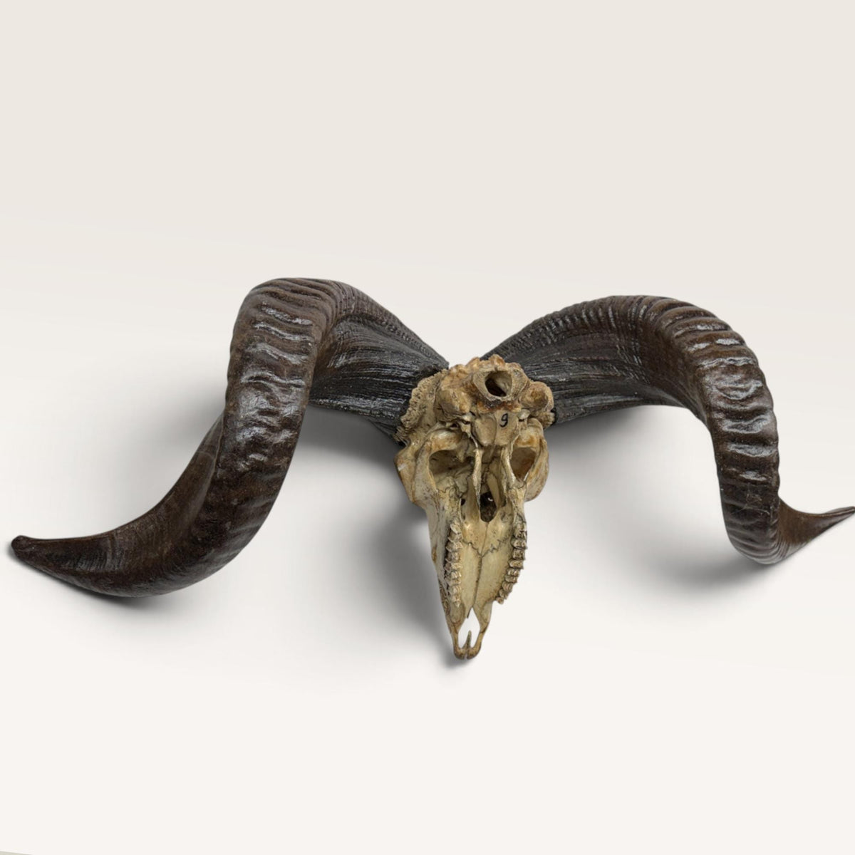 Balinese Hand Carved Mandala Ram Skull: Boho Wall Decor