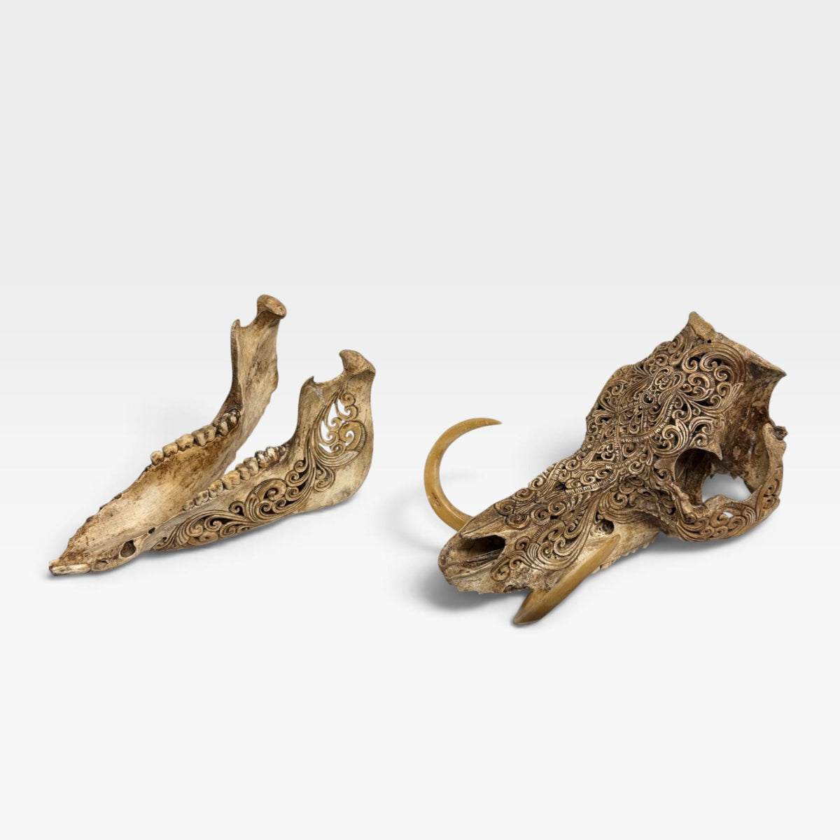 Balinese Hand Carved Wild Boar Skull: Taxidermy Lodge Decor, Bali Wall  Art