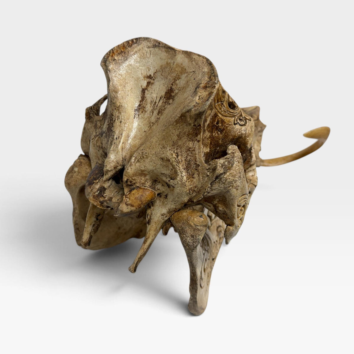 Balinese Hand Carved Wild Boar Skull: Taxidermy Lodge Decor, Bali Wall  Art