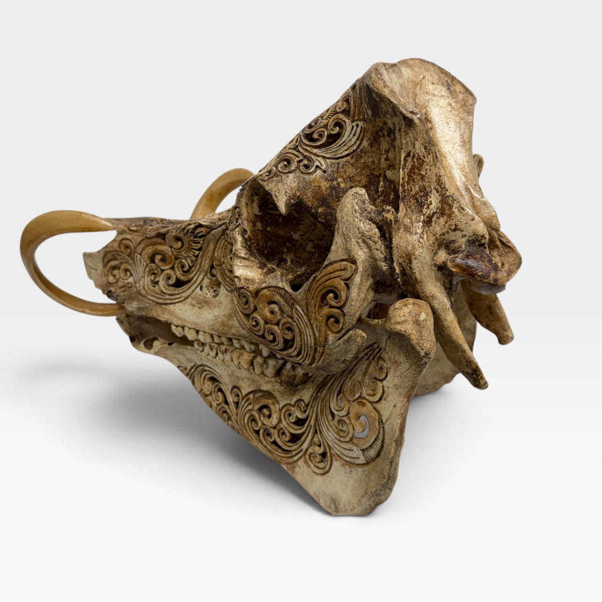 Balinese Hand Carved Wild Boar Skull: Taxidermy Lodge Decor, Bali Wall  Art
