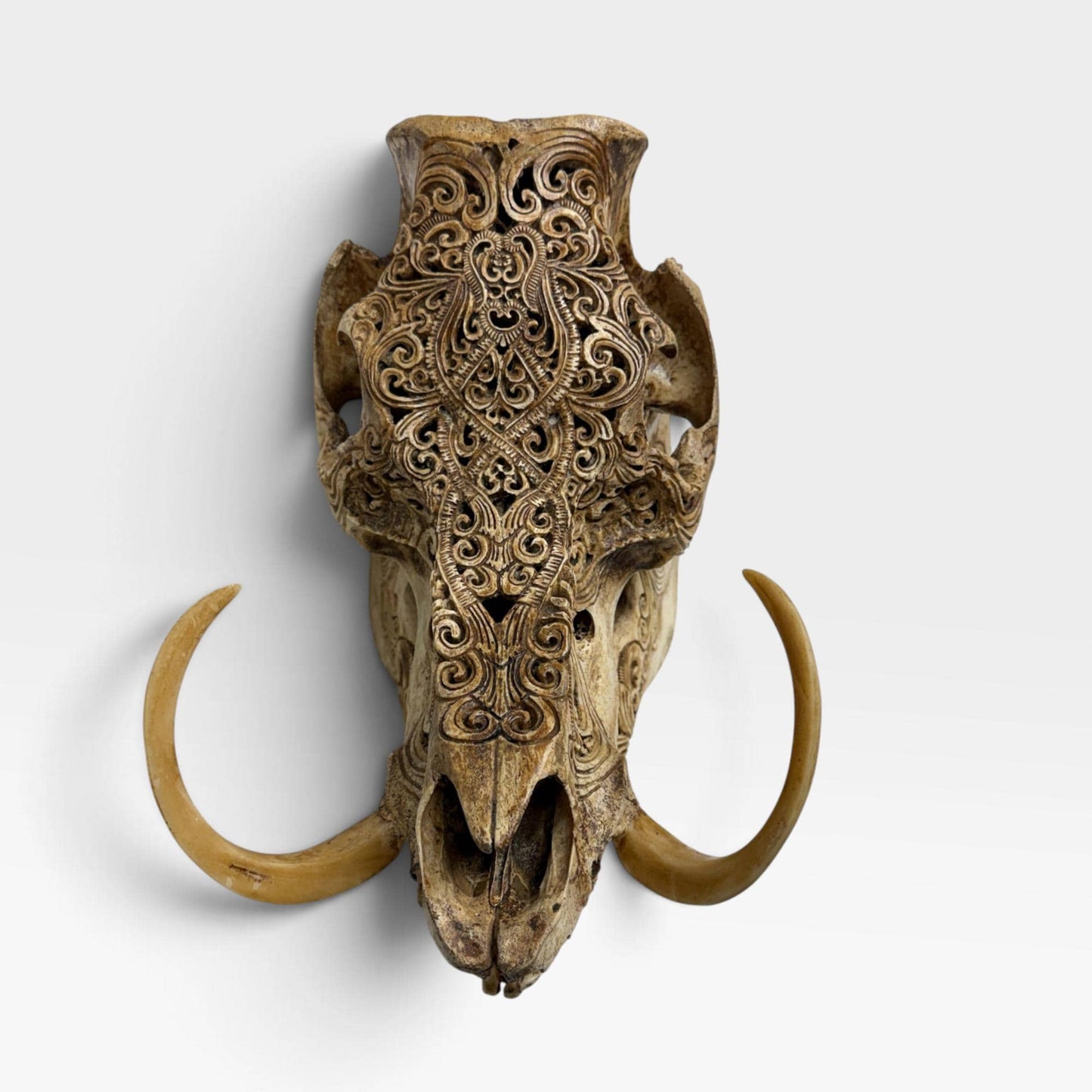 Balinese Hand Carved Wild Boar Skull: Taxidermy Lodge Decor, Bali Wall  Art