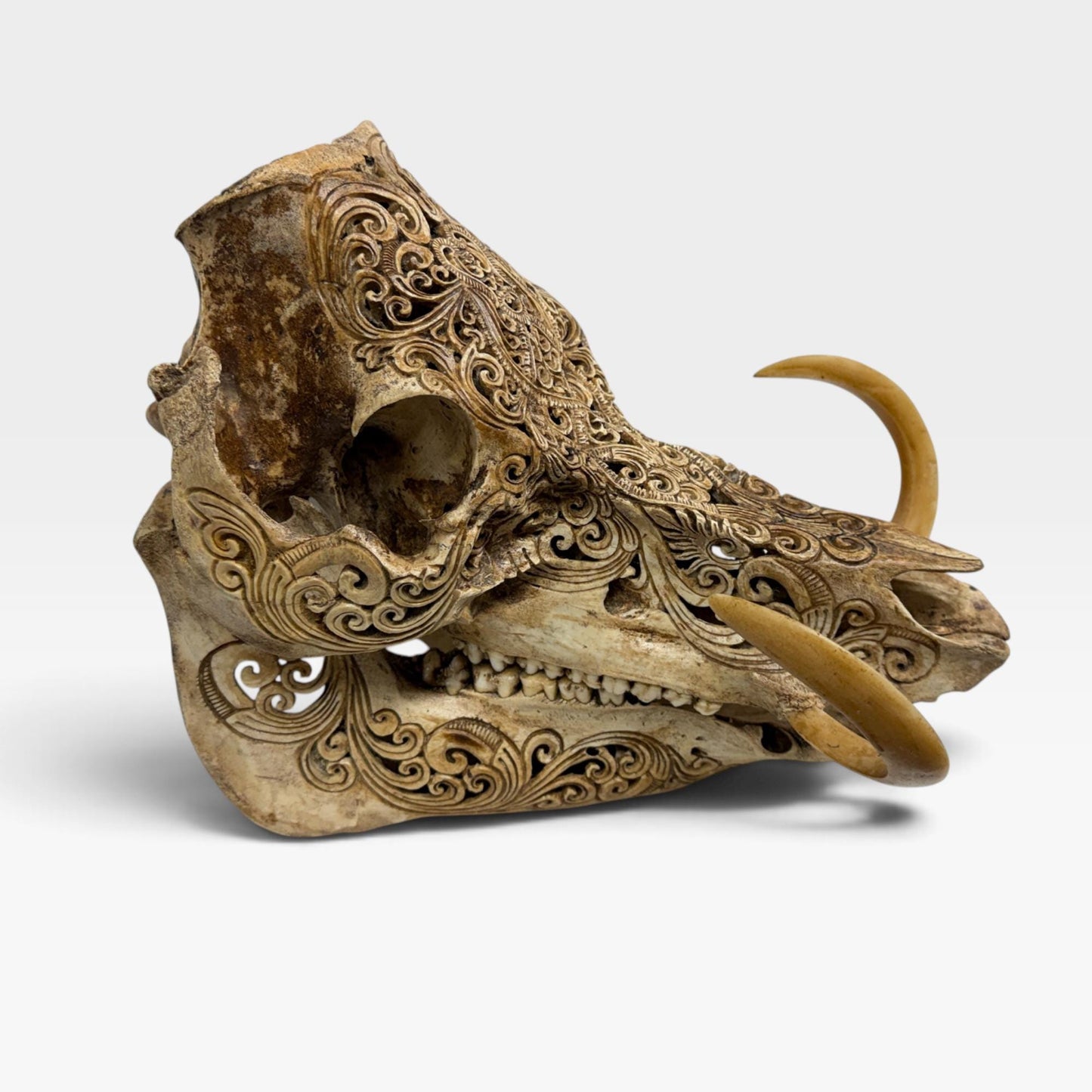 Balinese Hand Carved Wild Boar Skull: Taxidermy Lodge Decor, Bali Wall  Art