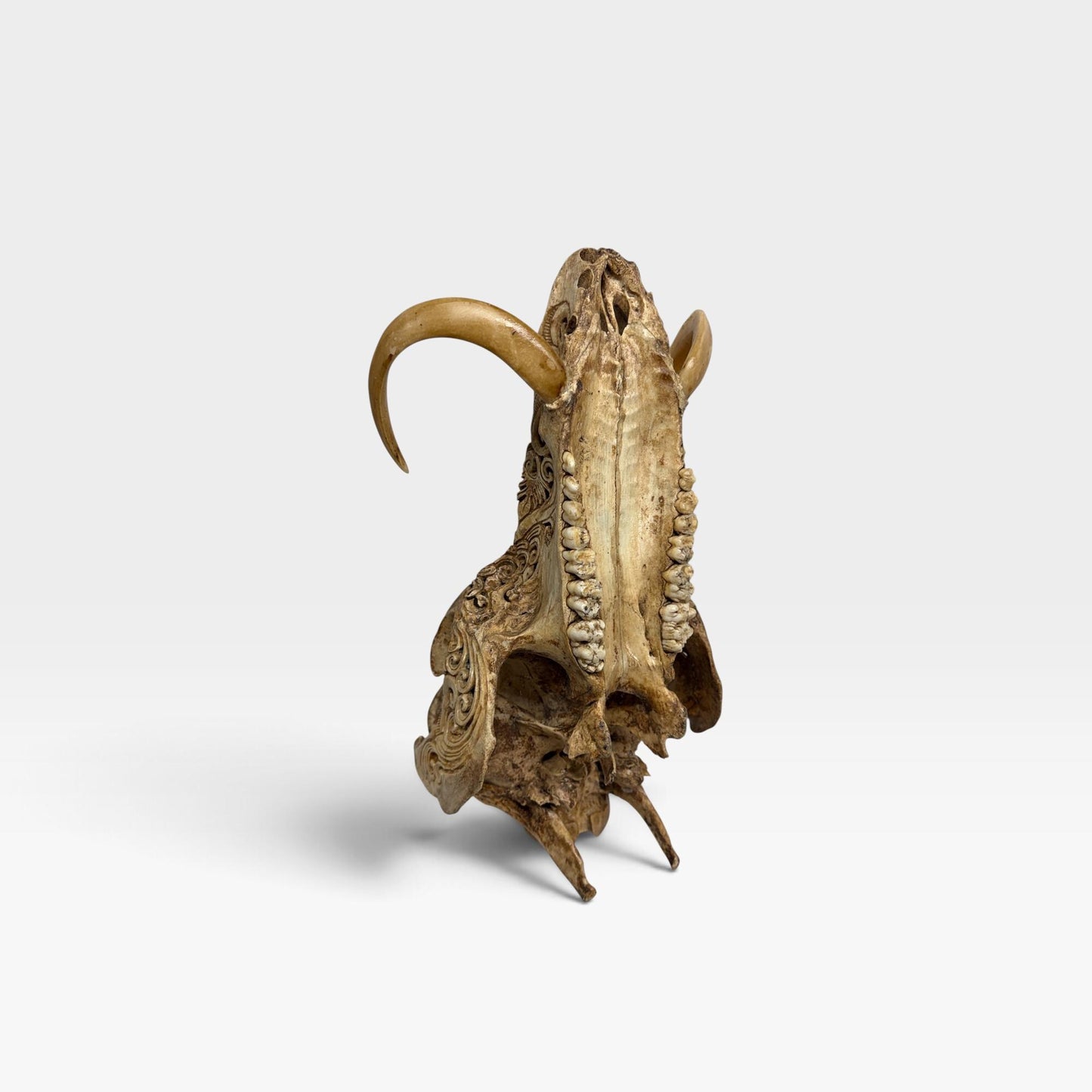 Balinese Hand Carved Wild Boar Skull: Taxidermy Lodge Decor, Bali Wall  Art