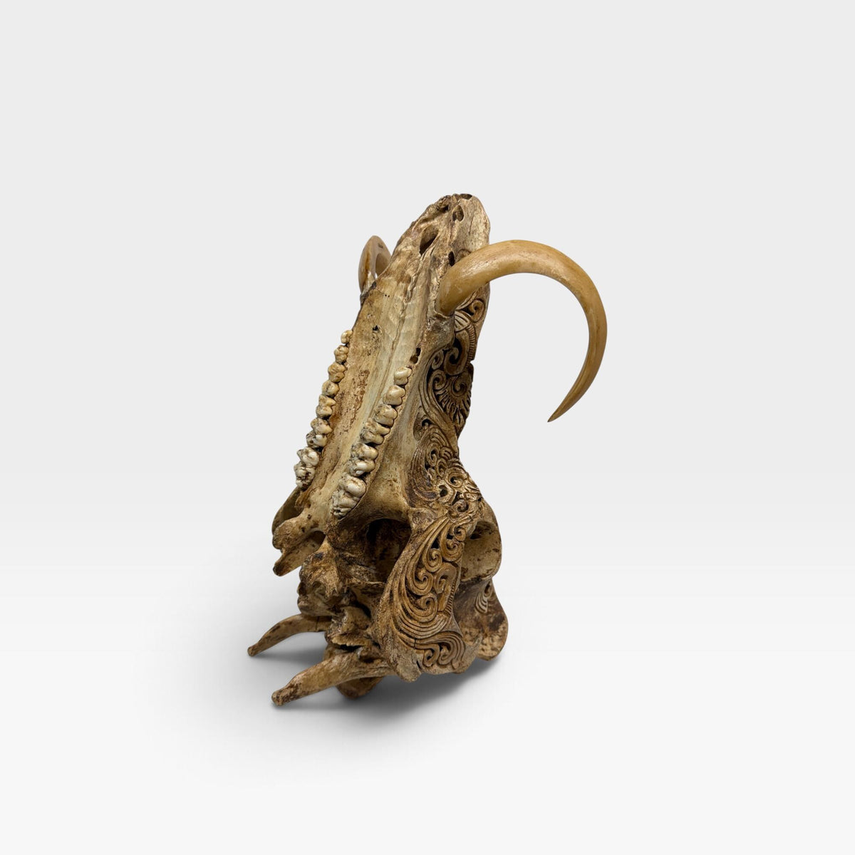 Balinese Hand Carved Wild Boar Skull: Taxidermy Lodge Decor, Bali Wall  Art