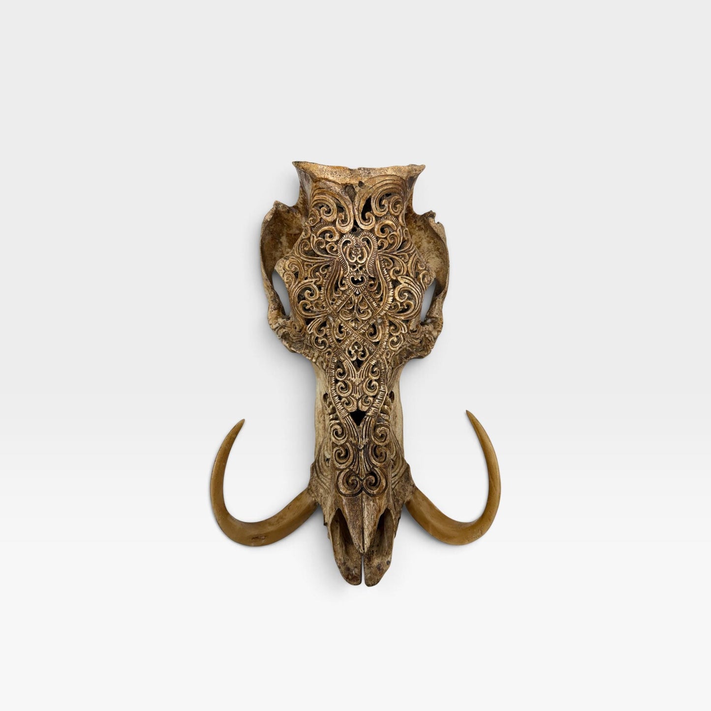 Balinese Hand Carved Wild Boar Skull: Taxidermy Lodge Decor, Bali Wall  Art