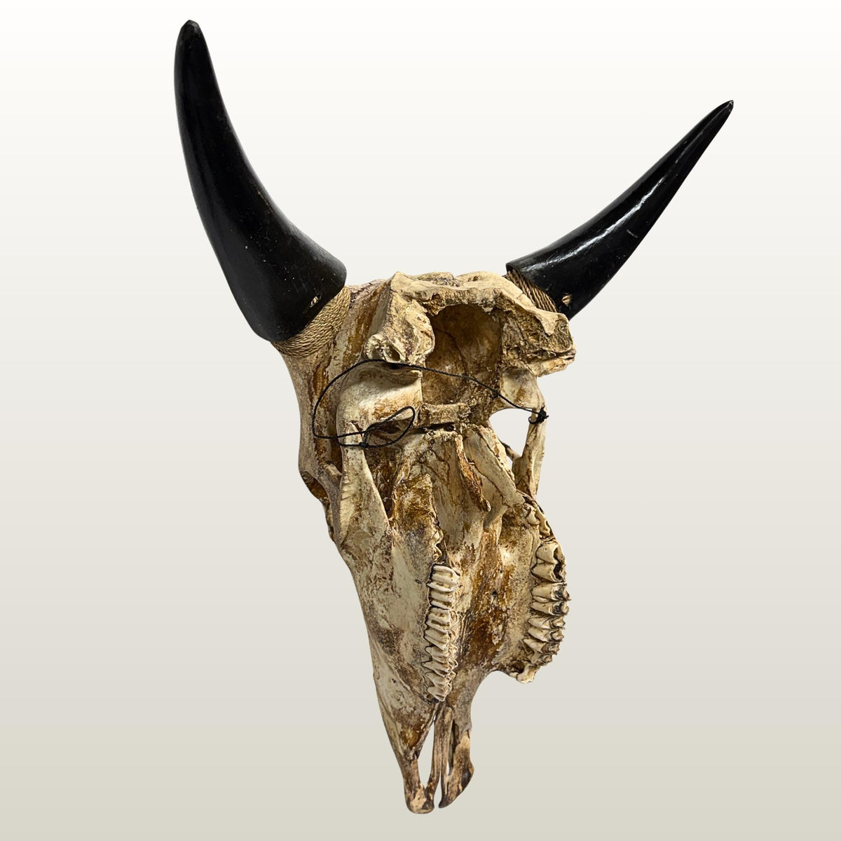 Hand Carved Steer Skull with Padma Lotus Motif, Balinese Bone Carving Art (Wall Mount)