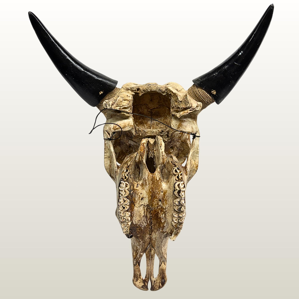 Hand Carved Steer Skull with Padma Lotus Motif, Balinese Bone Carving Art (Wall Mount)