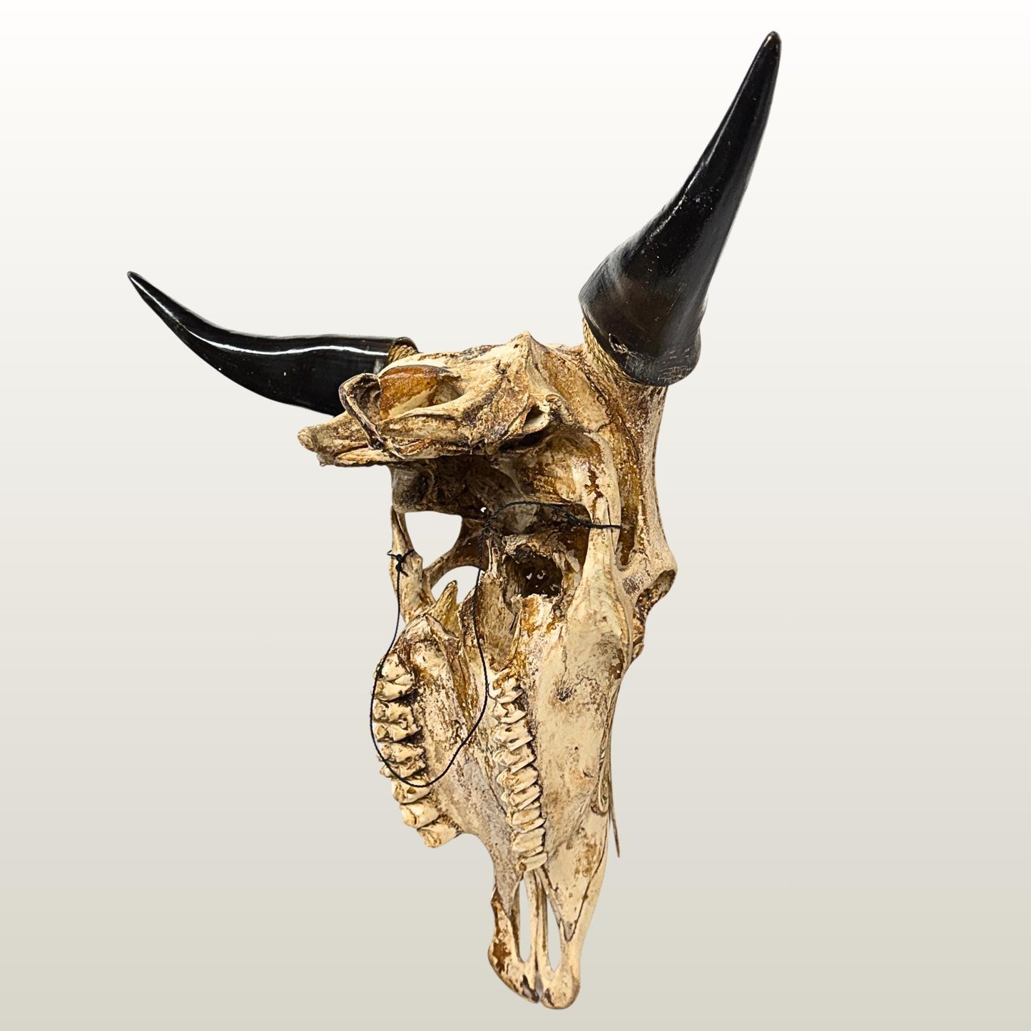 Carved Steer SKULL HORN Mythical Phoenix Bird, Taxidermy Wall Mount, Balinese Bone Carving Art