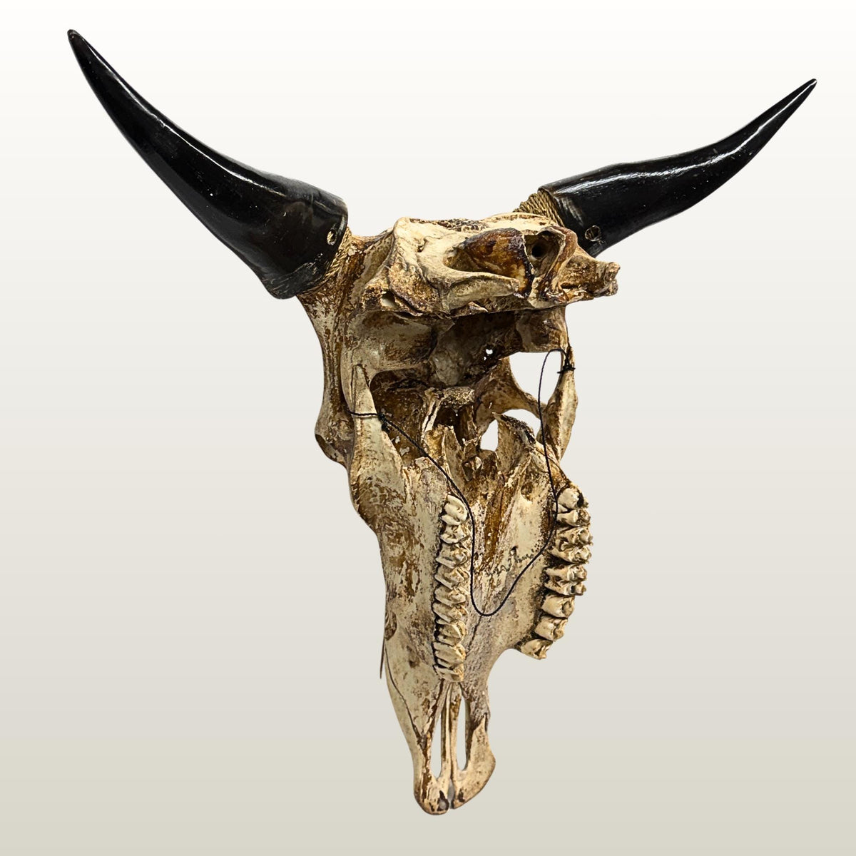 Carved Steer SKULL HORN Mythical Phoenix Bird, Taxidermy Wall Mount, Balinese Bone Carving Art