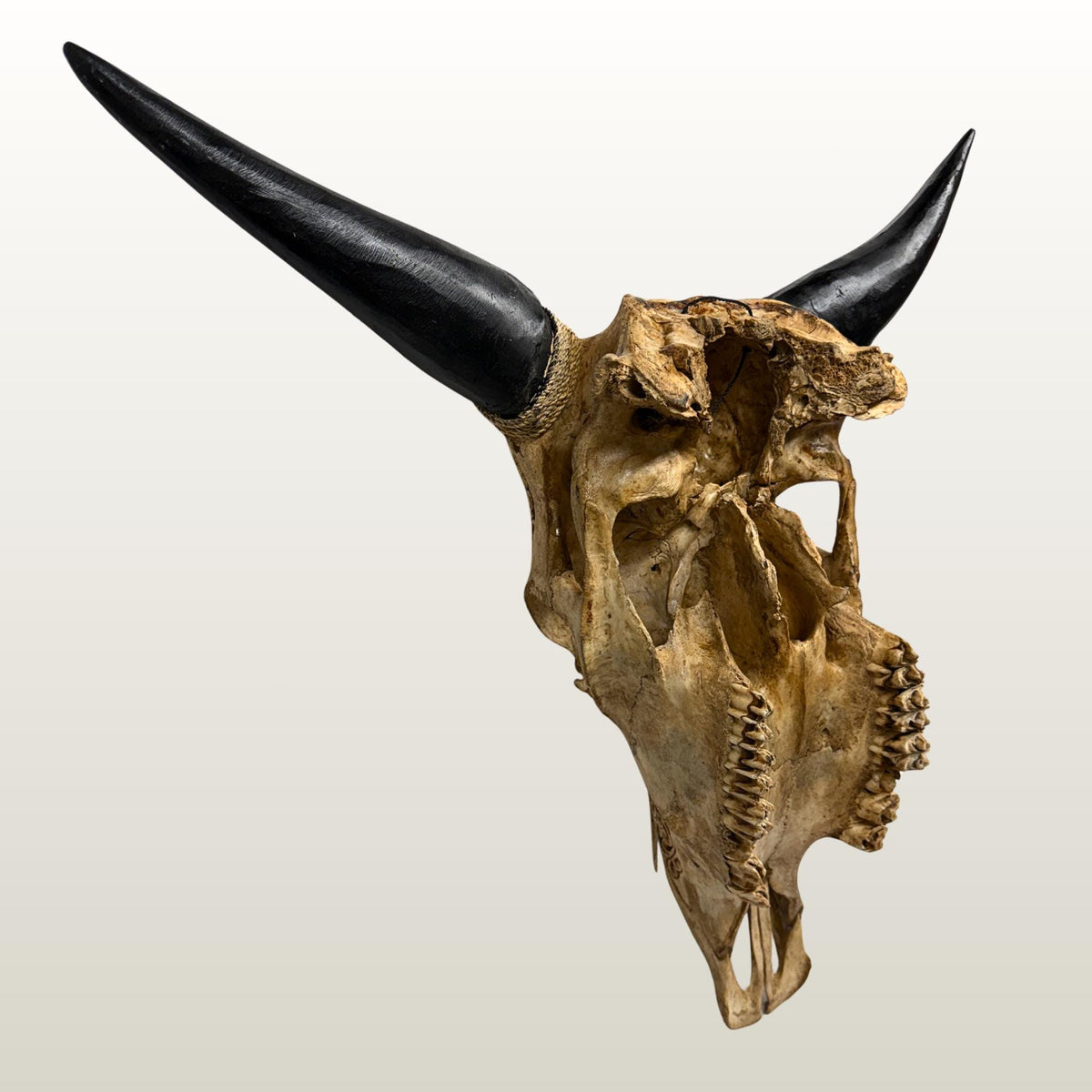 Hand Carved Steer SKULL HORNS Mystical Dragon Taxidermy Cow bull Wall Art