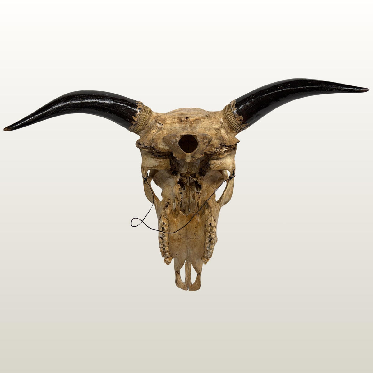 Hand Carved Bali Ganesha Wall Mount Steer Skull; Balinese Bone Carving Art